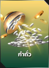 กําถั่ว Fan Tan